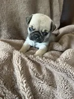 Purple Band Girl, a female Pug for sale in Dixon Springs, TN – 1 of 2