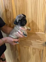 Red band girl , a female Pug for sale in Dixon Springs, TN – 2 of 5