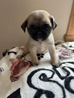 REDUCED & READY Teals Adorable Purple Band Girl, a male Pug for sale in Dixon Springs, TN – Photo 6 of 9