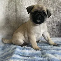 Reduced & Ready!  Purple Band Girl, a female Pug for sale in Dixon Springs, TN – Photo 3 of 8