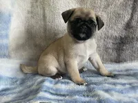 REDUCED & READY Teals Adorable Purple Band Girl, a male Pug for sale in Dixon Springs, TN – Photo 1 of 9