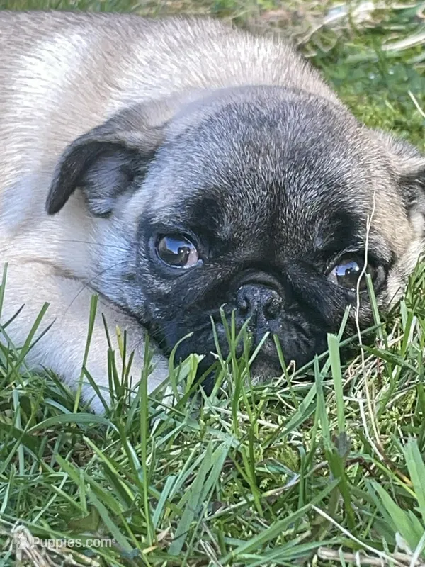 Purple Band Girl SEaRCHING for my New family!  – Pug puppy for sale in Dixon Springs, TN