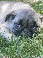 Purple Band Girl SEaRCHING for my New family! , a female Pug for sale in Dixon Springs, TN – Photo 1 of 7
