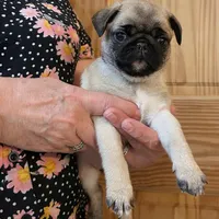 Reduced & Ready!  Purple Band Girl, a female Pug for sale in Dixon Springs, TN – Photo 4 of 8