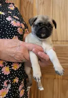 REDUCED & READY Teals Adorable Purple Band Girl, a male Pug for sale in Dixon Springs, TN – Photo 4 of 9