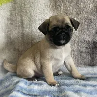 Reduced & Ready!  Purple Band Girl, a female Pug for sale in Dixon Springs, TN – Photo 5 of 8