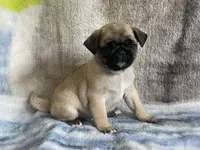 REDUCED & READY Teals Adorable Purple Band Girl, a male Pug for sale in Dixon Springs, TN – Photo 3 of 9