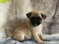REDUCED & READY Teals Adorable Purple Band Girl, a male Pug for sale in Dixon Springs, TN – Photo 2 of 9