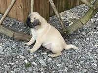 Reduced & Ready!  Purple Band Girl, a female Pug for sale in Dixon Springs, TN – Photo 8 of 8
