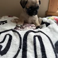 Reduced & Ready!  Purple Band Girl, a female Pug for sale in Dixon Springs, TN – Photo 6 of 8