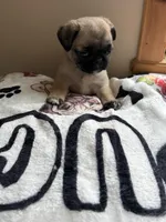 REDUCED & READY Teals Adorable Purple Band Girl, a male Pug for sale in Dixon Springs, TN – Photo 5 of 9