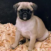 Reduced & Ready!  Purple Band Girl, a female Pug for sale in Dixon Springs, TN – Photo 2 of 8