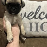 Reduced & Ready!  Purple Band Girl, a female Pug for sale in Dixon Springs, TN – Photo 7 of 8