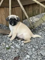 Reduced & Ready!  Purple Band Girl, a female Pug for sale in Dixon Springs, TN – Photo 1 of 8
