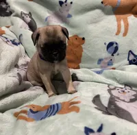 REDUCED & READY Teals Adorable Purple Band Girl, a male Pug for sale in Dixon Springs, TN – Photo 9 of 9