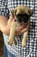 REDUCED & READY Teals Adorable Purple Band Girl, a male Pug for sale in Dixon Springs, TN – Photo 7 of 9