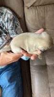 Only boy! Reserved! , a male Pug for sale in Dixon Springs, TN – 2 of 2