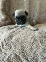 Brown Band Girl , a female Pug for sale in Dixon Springs, TN – 3 of 3