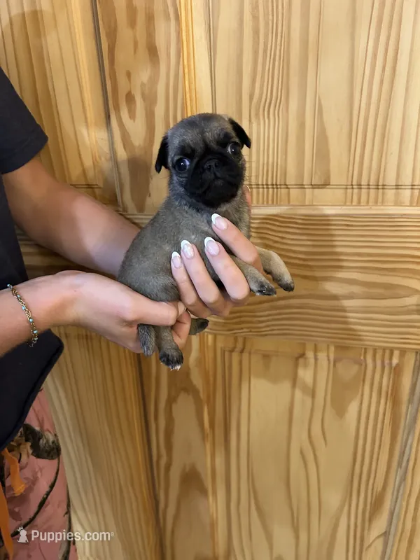 Yellow Band Girl  – Pug puppy for sale in Dixon Springs, TN