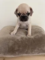 LAST ONE!!! Orange Band Boy, a male Pug for sale in Dixon Springs, TN – 2 of 8