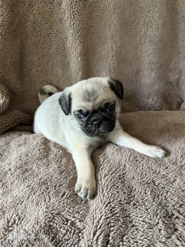 Green Band Boy – Pug puppy for sale in Dixon Springs, TN