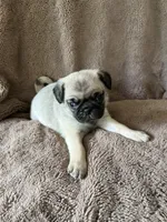 Green Band Boy, a male Pug for sale in Dixon Springs, TN – 1 of 3