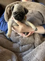 Cricketts Green  Band Girl, a female Pug for sale in Dixon Springs, TN – Photo 1 of 2