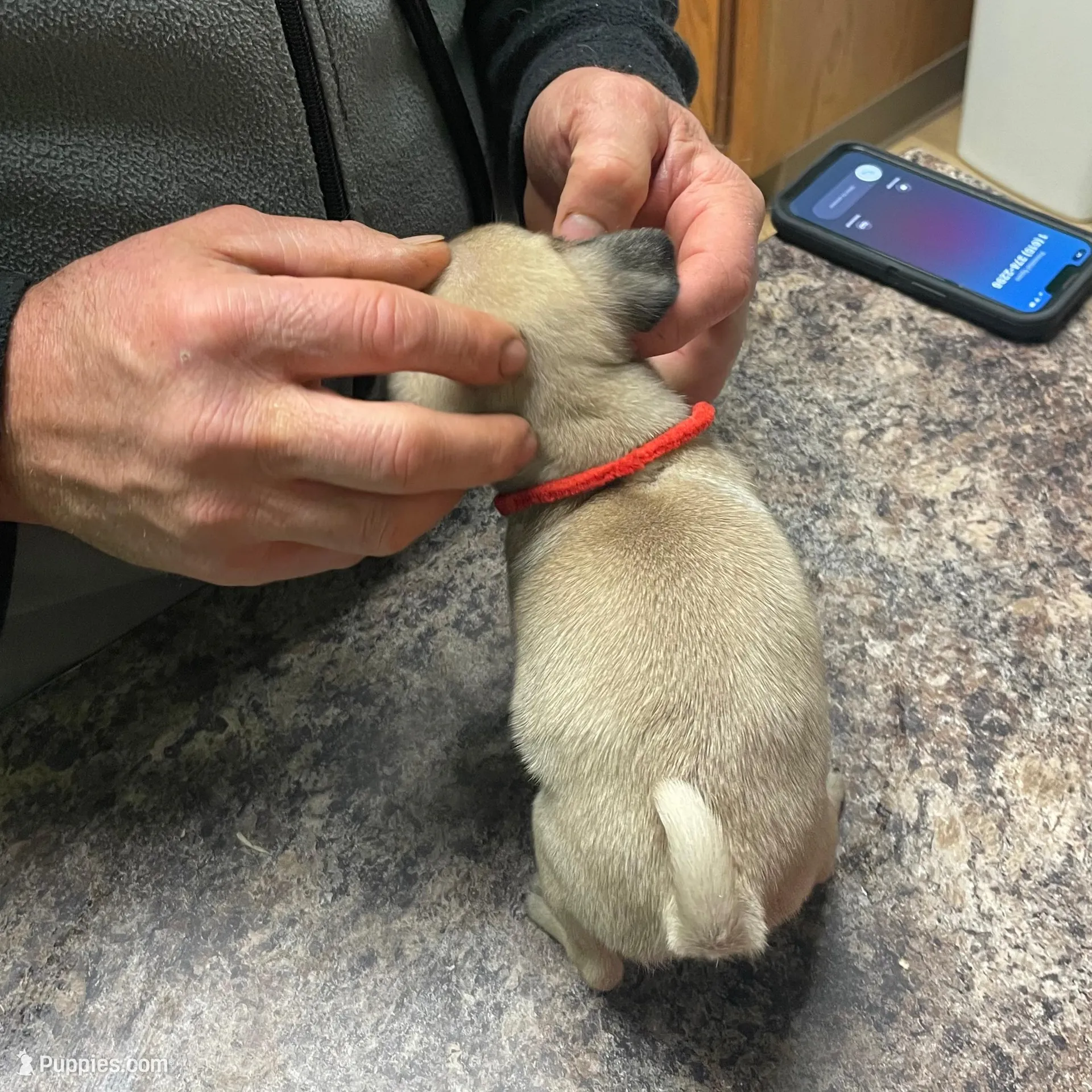 Cricketts Green  Band Girl, a female Pug for sale in Dixon Springs, TN – Photo 2 of 2