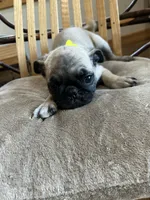 Yellow band girl PENDING!!!, a female Pug for sale in Dixon Springs, TN – 1 of 8