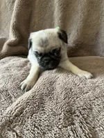 Green Band Boy, a male Pug for sale in Dixon Springs, TN – 3 of 3