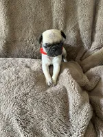 Red Band Girl, a female Pug for sale in Dixon Springs, TN – 3 of 3