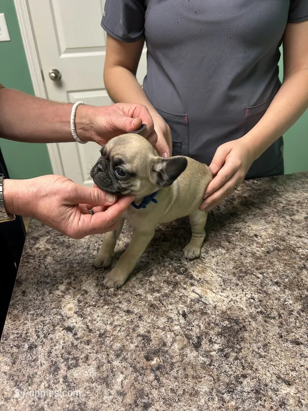 Blue band boy  – Pug puppy for sale in Dixon Springs, TN