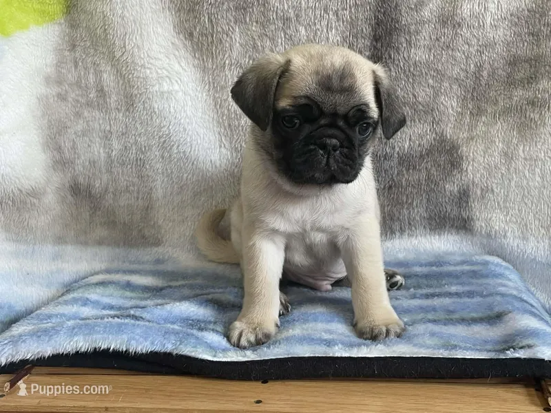 Teals Handsome Orange Band Boy REDUCED & READY 