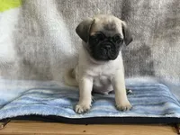 Teals Handsome Orange Band Boy REDUCED & READY , a male Pug for sale in Dixon Springs, TN – Photo 1 of 8