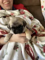 Teals Orange Band Boy , a male Pug for sale in Dixon Springs, TN – Photo 4 of 5