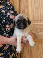 Teals Orange Band Boy , a male Pug for sale in Dixon Springs, TN – Photo 1 of 5
