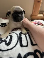 Teals Orange Band Boy , a male Pug for sale in Dixon Springs, TN – Photo 2 of 5