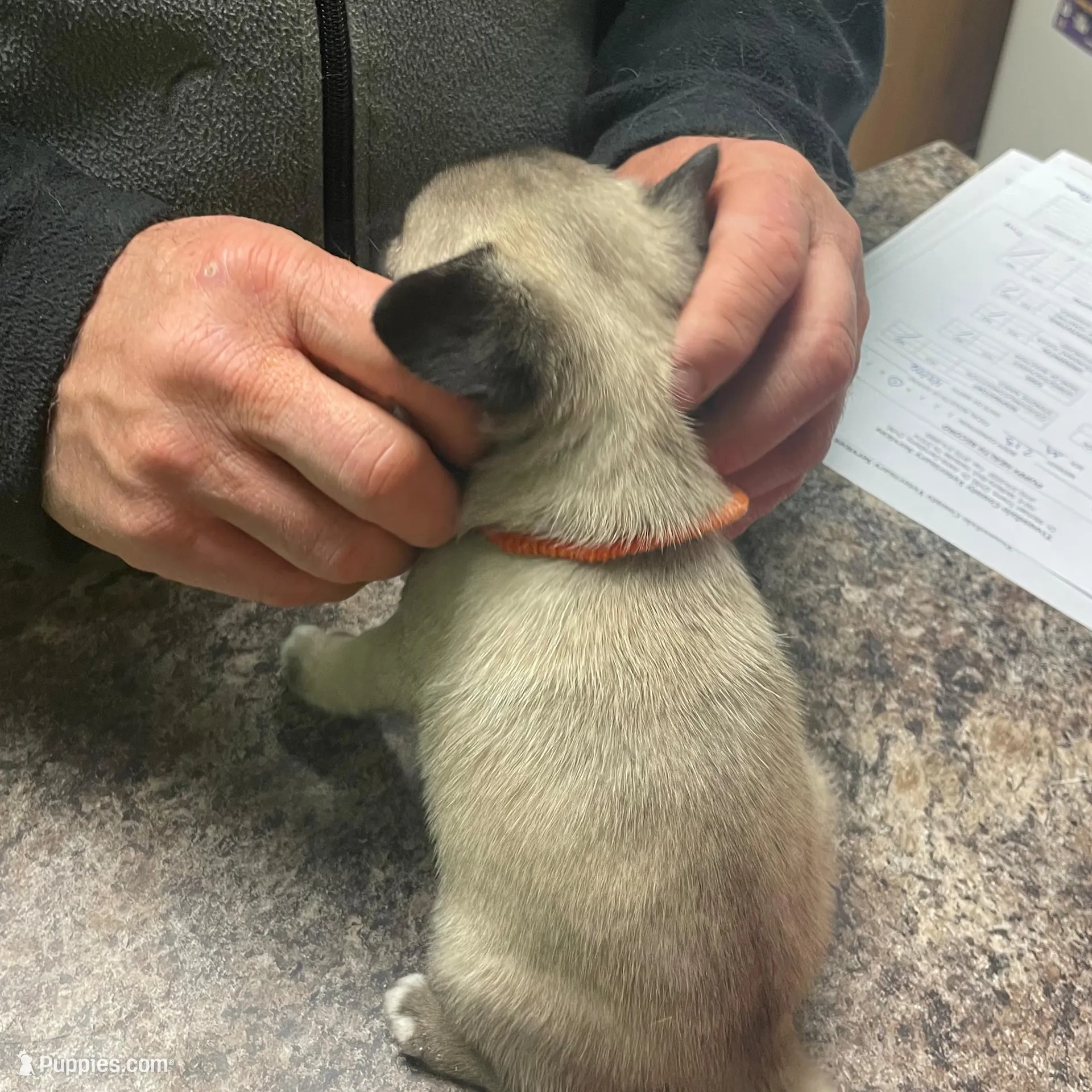 Teals Orange Band Boy , a male Pug for sale in Dixon Springs, TN – Photo 5 of 5