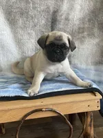 Teals Handsome Orange Band Boy REDUCED & READY , a male Pug for sale in Dixon Springs, TN – Photo 2 of 8