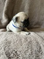 Blue band boy ON HOLD , a male Pug for sale in Dixon Springs, TN – 3 of 3
