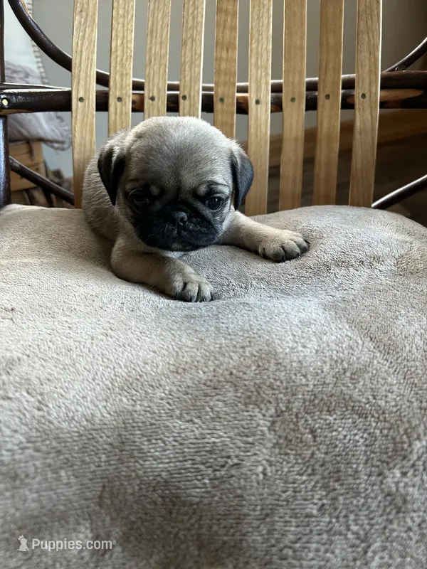 Orange band girl – Pug puppy for sale in Dixon Springs, TN