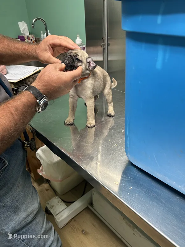 Orange band girl – Pug puppy for sale in Dixon Springs, TN