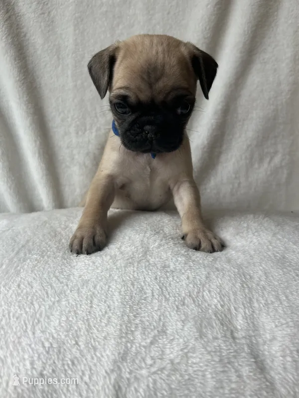 Blue band boy  – Pug puppy for sale in Dixon Springs, TN