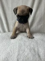 Blue band boy , a male Pug for sale in Dixon Springs, TN – 1 of 4