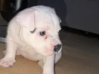 Luna, a female American Staffordshire Terrier for sale in Brooklyn, NY – 2 of 5