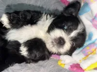 Ruby, a female Maltese and Bichpoo for sale in Brooklyn, NY – 3 of 4