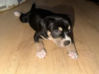 Turtle, a male American Staffordshire Terrier for sale in Brooklyn, NY – 1 of 5