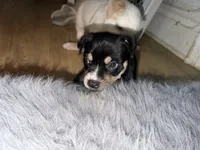 Turtle, a male American Staffordshire Terrier for sale in Brooklyn, NY – 4 of 5