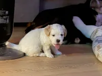 Milo, a male Maltese and Bichpoo for sale in Brooklyn, NY – 2 of 4