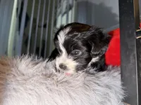 Ruby, a female Maltese and Bichpoo for sale in Brooklyn, NY – 4 of 4